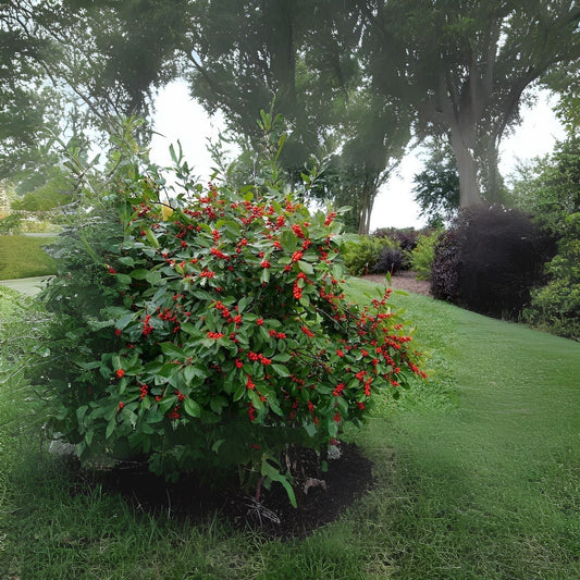 Winterberry Seeds - 100pcs Ilex verticillata for Planting, Celastrales, Native Berry Bush, Hardy Perennial