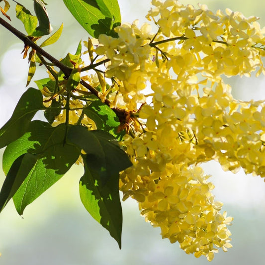 50 Yellow Lilac Seeds for Planting | Perfect for Bonsai or Landscaping | Syringa vulgaris