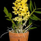 Dendrobium Yellow Diamond Orchid | Yellow Flowers with Brown Center | Rare Collector Orchid | Exclusive One-of-a-Kind