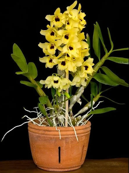Dendrobium Yellow Diamond Orchid | Yellow Flowers with Brown Center | Rare Collector Orchid | Exclusive One-of-a-Kind