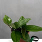 Hoya Dasyantha is a distinguished species prized for its velvety, lance-shaped leaves and elegant trailing vines.
