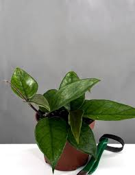 Hoya Dasyantha is a distinguished species prized for its velvety, lance-shaped leaves and elegant trailing vines.