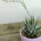 Discover the charming Haworthia Fasciata Zebra Plant potted, a beautiful compact succulent that adds a touch of nature’s artistry to any space. Known for its striking appearance, this plant features thick, dark green leaves adorned with white bumpy tubercles, creating the iconic "Zebra" look that makes it a standout among houseplants.