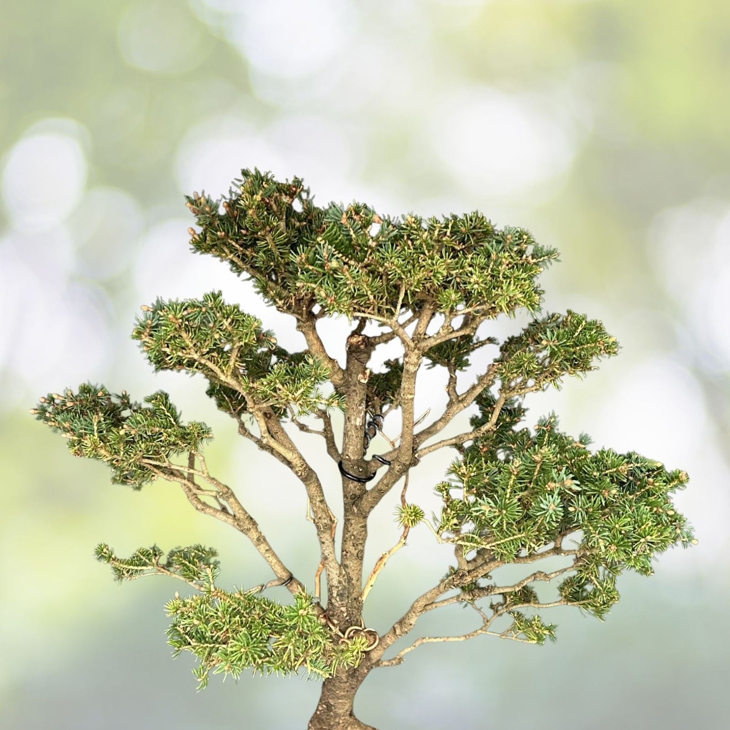 White Spruce Bonsai Seeds - 20+ Seeds - Picea glauca - Prized White Spruce Tree for Bonsai Cultivation