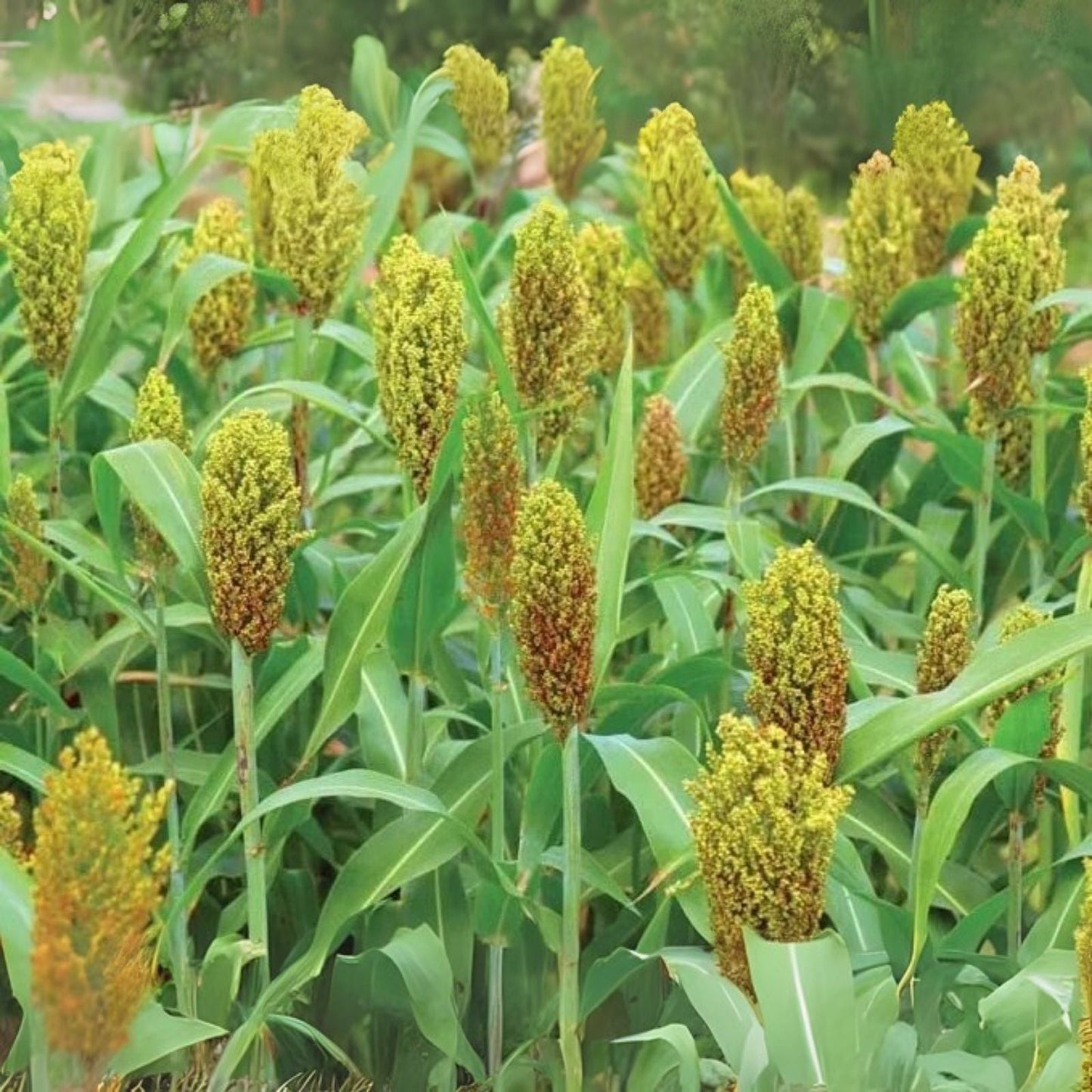 Wild Game Sorghum Seeds for Planting - Premium Milo Seeds for Food Plots - Sorghum bicolor