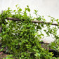 50 BIG ROUND LEAF MALABAR SPINACH Vine Ceylon Basella Alba Vegetable Seeds