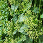 50 GREEN VINES SUPREME MALABAR SPINACH Ceylon Basella Alba Vegetable Seeds