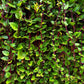50 RED Stem MALABAR SPINACH Red Vine Ceylon Basella Alba Rubra Vegetable Seeds