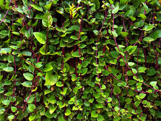 50 RED Stem MALABAR SPINACH Red Vine Ceylon Basella Alba Rubra Vegetable Seeds