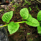 50 GREEN VINES SUPREME MALABAR SPINACH Ceylon Basella Alba Vegetable Seeds