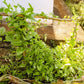 50 GREEN VINES SUPREME MALABAR SPINACH Ceylon Basella Alba Vegetable Seeds