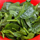 50 BIG ROUND LEAF MALABAR SPINACH Vine Ceylon Basella Alba Vegetable Seeds