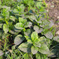 50 GREEN VINES SUPREME MALABAR SPINACH Ceylon Basella Alba Vegetable Seeds
