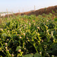 50 GREEN VINES SUPREME MALABAR SPINACH Ceylon Basella Alba Vegetable Seeds