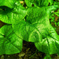50 BIG ROUND LEAF MALABAR SPINACH Vine Ceylon Basella Alba Vegetable Seeds