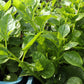 50 GREEN VINES SUPREME MALABAR SPINACH Ceylon Basella Alba Vegetable Seeds
