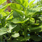 50 GREEN VINES SUPREME MALABAR SPINACH Ceylon Basella Alba Vegetable Seeds