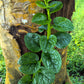 50 GREEN VINES SUPREME MALABAR SPINACH Ceylon Basella Alba Vegetable Seeds