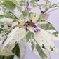 50 Variegated PURPLE TIGER PEPPER Trifetti Tricolor Capsicum Annuum Medium Hot Vegetable Seeds