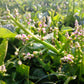 50 BIG ROUND LEAF MALABAR SPINACH Vine Ceylon Basella Alba Vegetable Seeds
