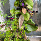 50 RED Stem MALABAR SPINACH Red Vine Ceylon Basella Alba Rubra Vegetable Seeds