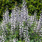 50 WHITE WILD INDIGO Baptisia Alba Usa Native Pollinator Flower Seeds