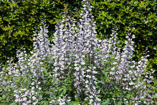 50 WHITE WILD INDIGO Baptisia Alba Usa Native Pollinator Flower Seeds
