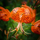 20 Orange TURKS CAP Tiger LILY Lilium Superbum Heirloom Native Perennial Flower Seeds