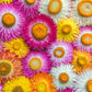 100 TALL Double MIXED Colors STRAWFLOWER Xerochrysum Bracteatum Helichrysum Monstrosum Flower Seeds