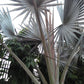 5 SILVER SAW PALMETTO Serenoa Repens American Dwarf Palm Tree Shrub Edible Fruit Sun or Shade Seeds