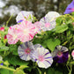 40 CARNEVALE di VENEZIA MORNING GLORY Pink & Purple with White Stripes Ipomoea Purpurea Flower Vine Seeds