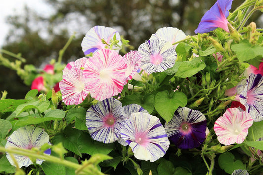 40 CARNEVALE di VENEZIA MORNING GLORY Pink & Purple with White Stripes Ipomoea Purpurea Flower Vine Seeds