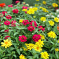 250 Mixed Colors CLASSIC ZINNIA Linearis Angustifolia Narrow Leaf Creeping Mexican Flower Seeds