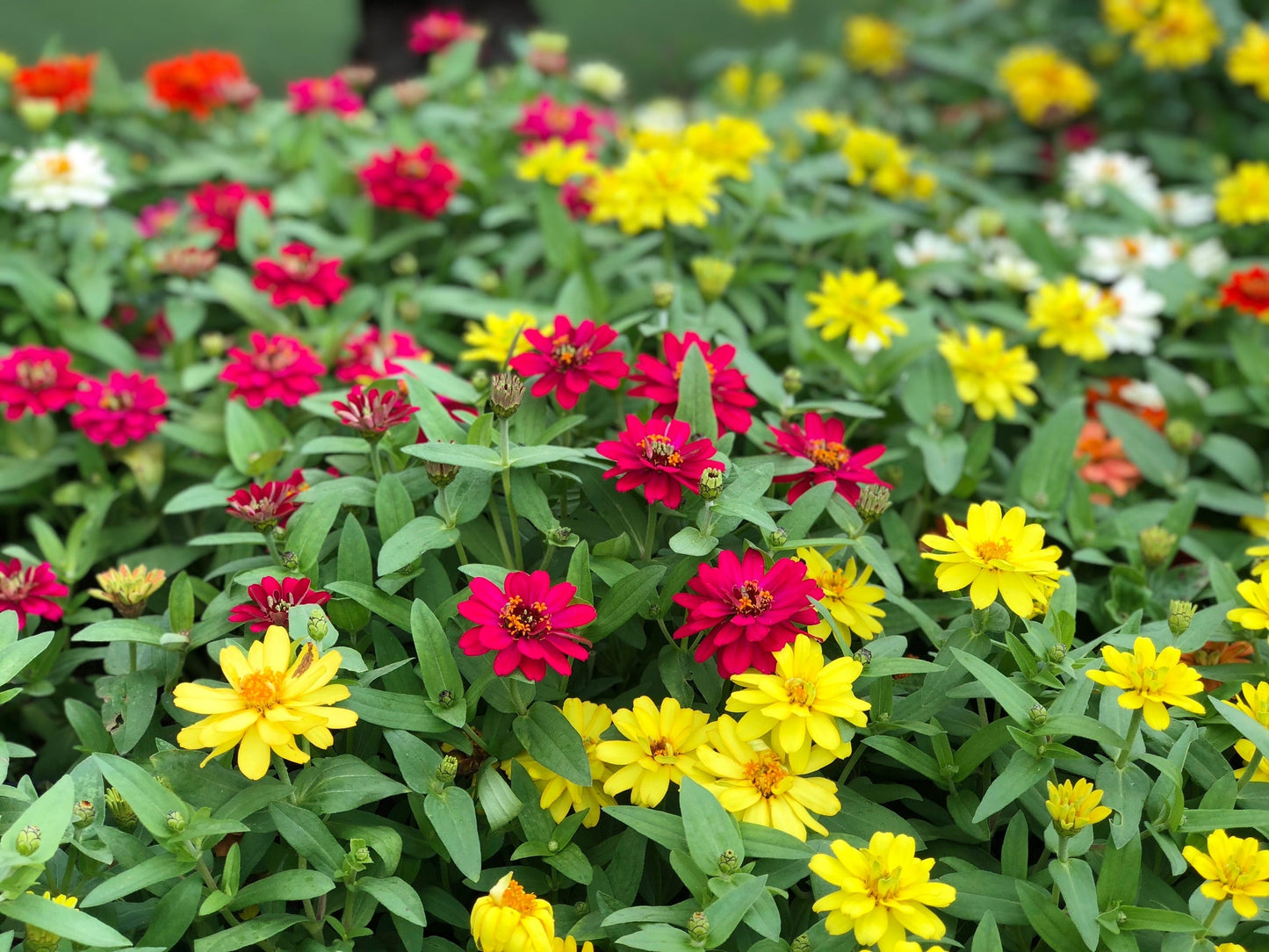 250 Mixed Colors CLASSIC ZINNIA Linearis Angustifolia Narrow Leaf Creeping Mexican Flower Seeds