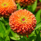 20 Organic QUEENY LIME MIX ZINNIA Elegans Mixed Colors Red Orange Yellow Pink Green Queen Flower Seeds