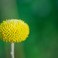 50 ROSILLA Helenium Puberulum Autumn Lollipop Sneezeweed Dogtooth Daisy Helen's Flower Yellow & Red Herb Seeds
