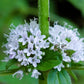 50 WHITE WOOD MINT Mentha Arvensis Wild Field Herb Flower Seeds
