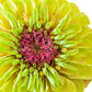 20 Organic QUEENY LIME MIX ZINNIA Elegans Mixed Colors Red Orange Yellow Pink Green Queen Flower Seeds