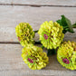 20 Organic QUEENY LIME MIX ZINNIA Elegans Mixed Colors Red Orange Yellow Pink Green Queen Flower Seeds