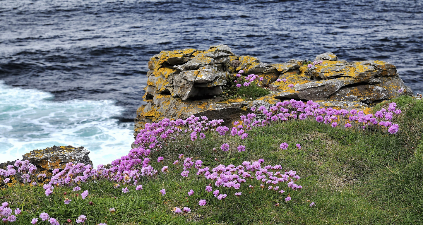 50 SEA THRIFT Armeria Maritima California Sea Pink Cliff Rose Cushion Pink Lavender Native Maritime Flower Seeds
