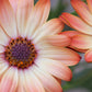 25 SALMON AFRICAN DAISY Dimorphotheca Sinuata Apricot Flower Seeds