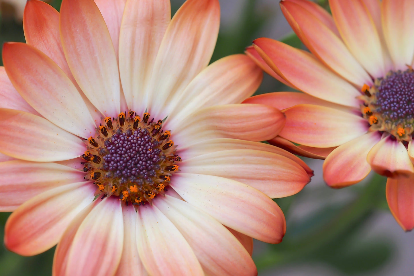 25 SALMON AFRICAN DAISY Dimorphotheca Sinuata Apricot Flower Seeds