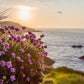 50 SEA THRIFT Armeria Maritima California Sea Pink Cliff Rose Cushion Pink Lavender Native Maritime Flower Seeds