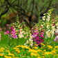 1000 Seeds MIXED FOXGLOVE Digitalis Purpurea Flower Seeds