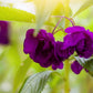 100 Mixed Colors DOUBLE CAMELLIA IMPATIENS (Balsam / Lady Slipper / Touch Me Not) Impatiens Balsamina Flower Seeds