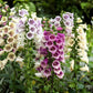 1000 DWARF FOXY MIX FOXGLOVE Digitalis Purpurea Flower Seeds