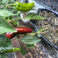60 RED MARCONI PEPPER Rossa Large Sweet Italian Frying Capsicum Annuum Seeds