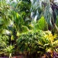 5 BAMBOO PALM Chamaedorea Seifrizii Reed or Parlor Palm Tree Sun Shade Houseplant Seeds