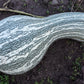 30 Green Striped CUSHAW SQUASH PUMPKIN (Tennessee Sweet Potato Squash) Cucurbita Mixta Vegetable Seeds