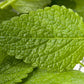 25 Orange MANDARINA BALM Mandarin Lemon Balm Melissa Officinalis Herb Seeds